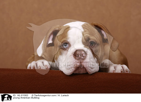 junger American Bulldog / young American Bulldog / HL-01083