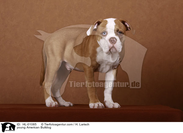 young American Bulldog / HL-01085