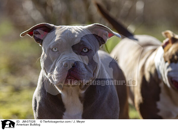 American Bulldog / JM-07026