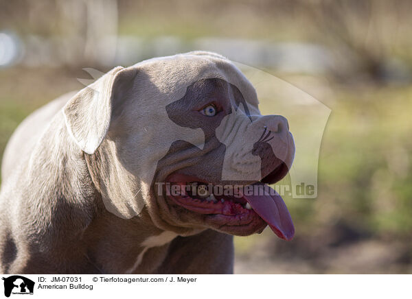 American Bulldog / JM-07031