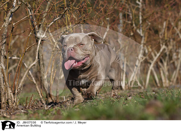 American Bulldog / JM-07036