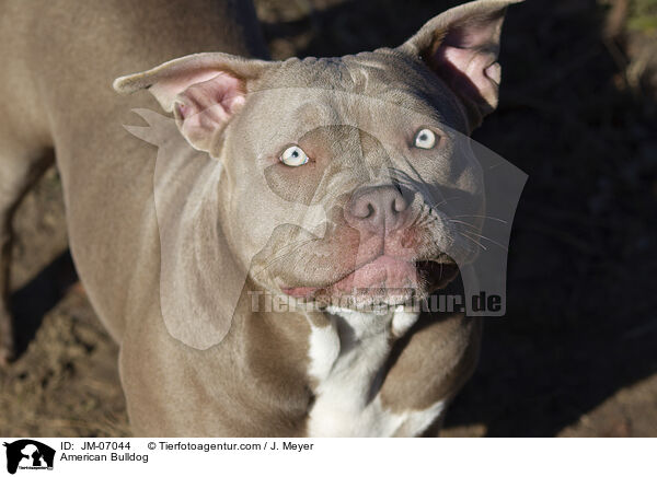 American Bulldog / JM-07044