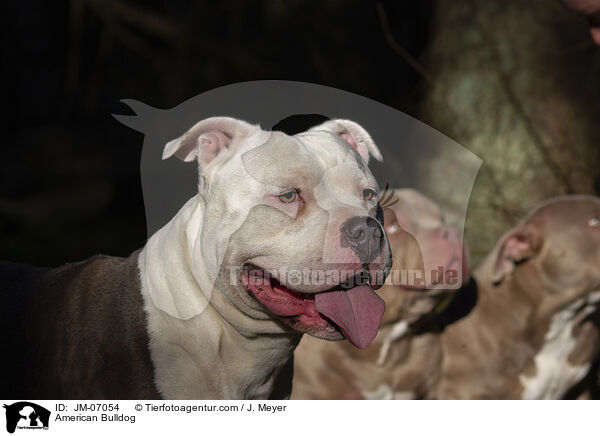 American Bulldog / JM-07054