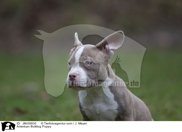American Bulldog Puppy / JM-09930