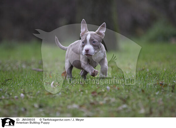 American Bulldog Puppy / JM-09935