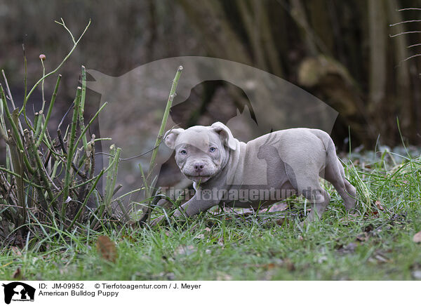 American Bulldog Puppy / JM-09952