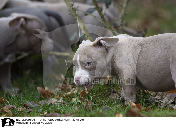 American Bulldog Puppies / JM-09964