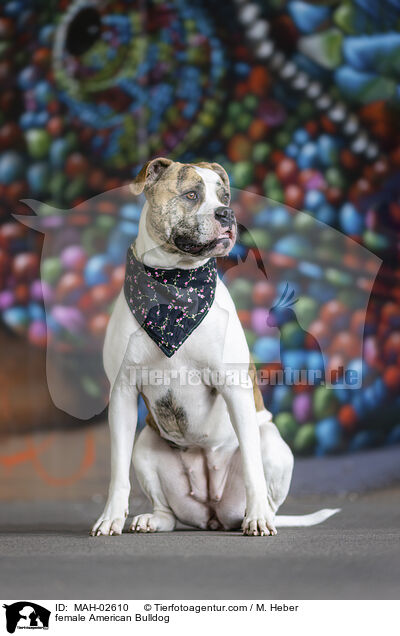 American Bulldog Hndin / female American Bulldog / MAH-02610