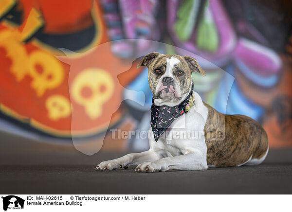 American Bulldog Hndin / female American Bulldog / MAH-02615