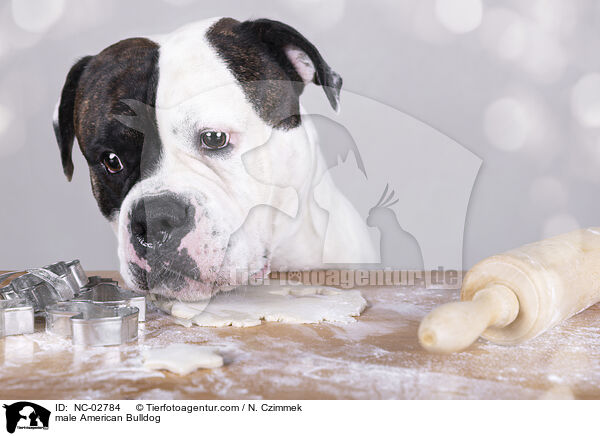 American Bulldog Rde / male American Bulldog / NC-02784