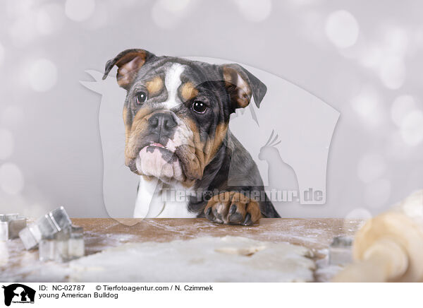 young American Bulldog / NC-02787