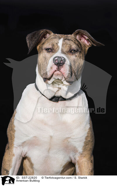 American Bulldog / American Bulldog / SST-22820