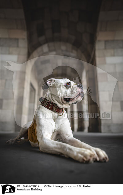 American Bulldog / American Bulldog / MAH-03814