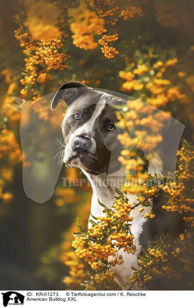 American Bulldog XXL / American Bulldog XXL / KR-01273
