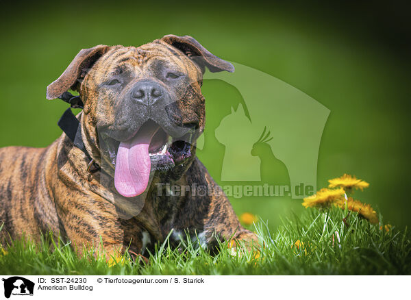 American Bulldog / American Bulldog / SST-24230