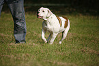 running American Bulldog