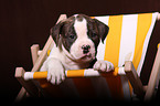 American Bulldog Puppy