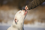 American Bulldog Portrait
