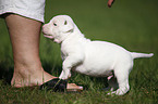 American Bulldog Puppy