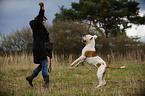 playing American Bulldog
