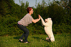 American Bulldog shows trick