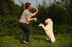 American Bulldog shows trick