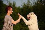 American Bulldog shows trick