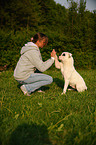 American Bulldog shows trick