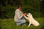 American Bulldog shows trick