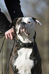 American Bulldog Portrait