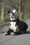 lying American Bulldog