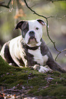 lying American Bulldog