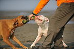 2 dogs