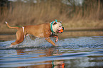 running American Bulldog