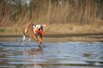 playing American Bulldog
