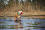 playing American Bulldog