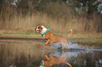 running American Bulldog