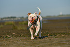 playing American Bulldog