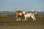 American Bulldogs