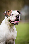 American Bulldog Portrait
