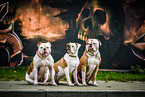 3 American Bulldogs