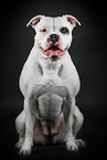 sitting American Bulldog
