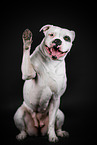 sitting American Bulldog