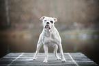 American Bulldog