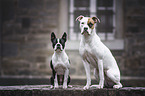 2 dogs