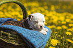 American Bulldog Puppy in a basket