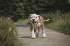 walking American Bulldog Puppy
