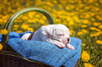 American Bulldog Puppy in a basket