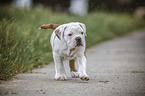 walking American Bulldog Puppy