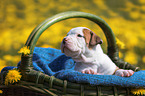 American Bulldog Puppy in a basket